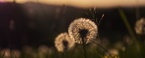 Preview wallpaper dandelion, plant, fluff, macro, grass