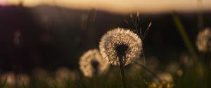 Preview wallpaper dandelion, plant, fluff, macro, grass