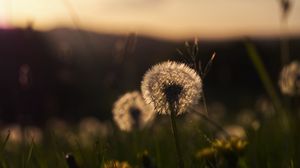 Preview wallpaper dandelion, plant, fluff, macro, grass