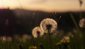 Preview wallpaper dandelion, plant, fluff, macro, grass