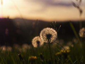 Preview wallpaper dandelion, plant, fluff, macro, grass