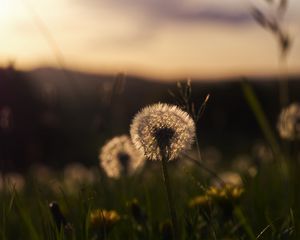 Preview wallpaper dandelion, plant, fluff, macro, grass