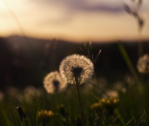 Preview wallpaper dandelion, plant, fluff, macro, grass