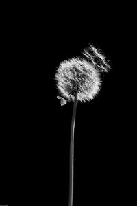 Preview wallpaper dandelion, plant, fluff, macro, black and white, black