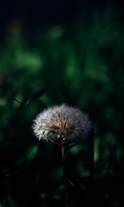 Preview wallpaper dandelion, plant, grass, greenery, macro