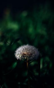 Preview wallpaper dandelion, plant, grass, greenery, macro