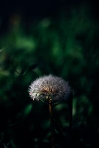 Preview wallpaper dandelion, plant, grass, greenery, macro