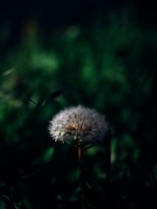 Preview wallpaper dandelion, plant, grass, greenery, macro