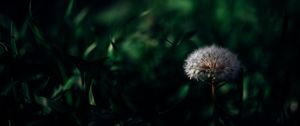 Preview wallpaper dandelion, plant, grass, greenery, macro