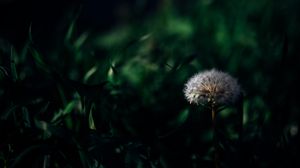 Preview wallpaper dandelion, plant, grass, greenery, macro