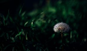 Preview wallpaper dandelion, plant, grass, greenery, macro