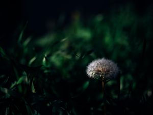 Preview wallpaper dandelion, plant, grass, greenery, macro