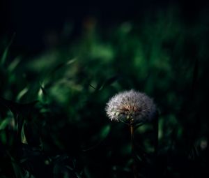 Preview wallpaper dandelion, plant, grass, greenery, macro