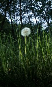 Preview wallpaper dandelion, plant, grasses, macro