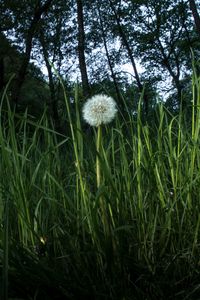 Preview wallpaper dandelion, plant, grasses, macro