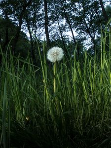 Preview wallpaper dandelion, plant, grasses, macro