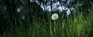 Preview wallpaper dandelion, plant, grasses, macro