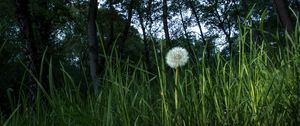 Preview wallpaper dandelion, plant, grasses, macro