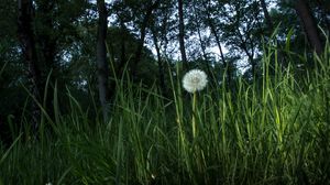 Preview wallpaper dandelion, plant, grasses, macro