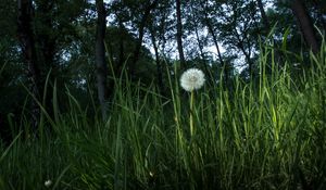 Preview wallpaper dandelion, plant, grasses, macro