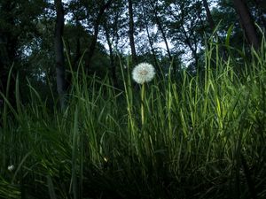 Preview wallpaper dandelion, plant, grasses, macro