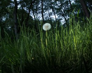 Preview wallpaper dandelion, plant, grasses, macro