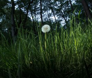 Preview wallpaper dandelion, plant, grasses, macro