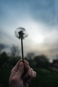 Preview wallpaper dandelion, plant, hand, macro