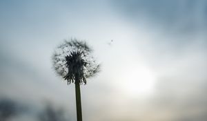 Preview wallpaper dandelion, plant, hand, macro