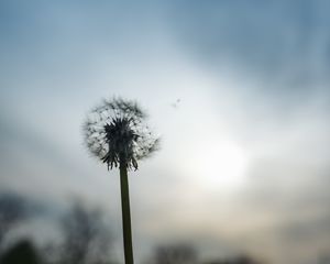 Preview wallpaper dandelion, plant, hand, macro