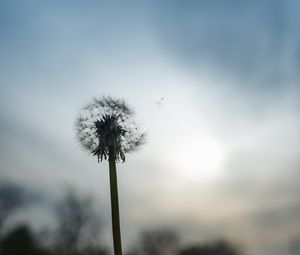 Preview wallpaper dandelion, plant, hand, macro