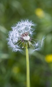 Preview wallpaper dandelion, plant, macro