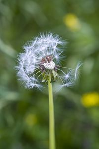 Preview wallpaper dandelion, plant, macro