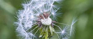 Preview wallpaper dandelion, plant, macro