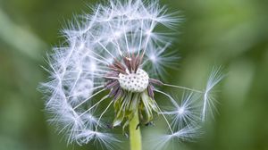 Preview wallpaper dandelion, plant, macro