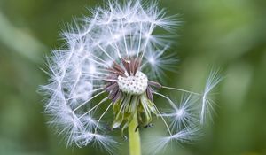 Preview wallpaper dandelion, plant, macro