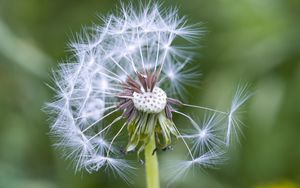 Preview wallpaper dandelion, plant, macro