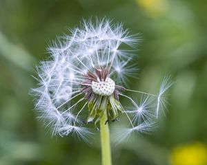 Preview wallpaper dandelion, plant, macro