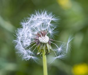 Preview wallpaper dandelion, plant, macro