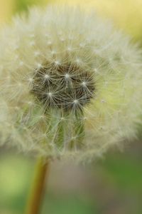 Preview wallpaper dandelion, plant, stalk