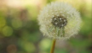 Preview wallpaper dandelion, plant, stalk