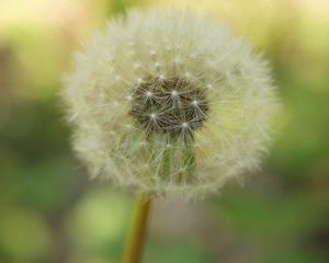 Preview wallpaper dandelion, plant, stalk