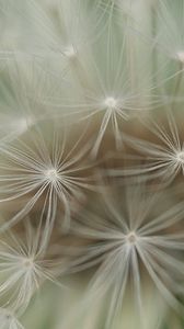 Preview wallpaper dandelion, plants, feathers, seeds