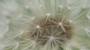 Preview wallpaper dandelion, plants, feathers, seeds