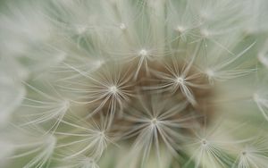 Preview wallpaper dandelion, plants, feathers, seeds