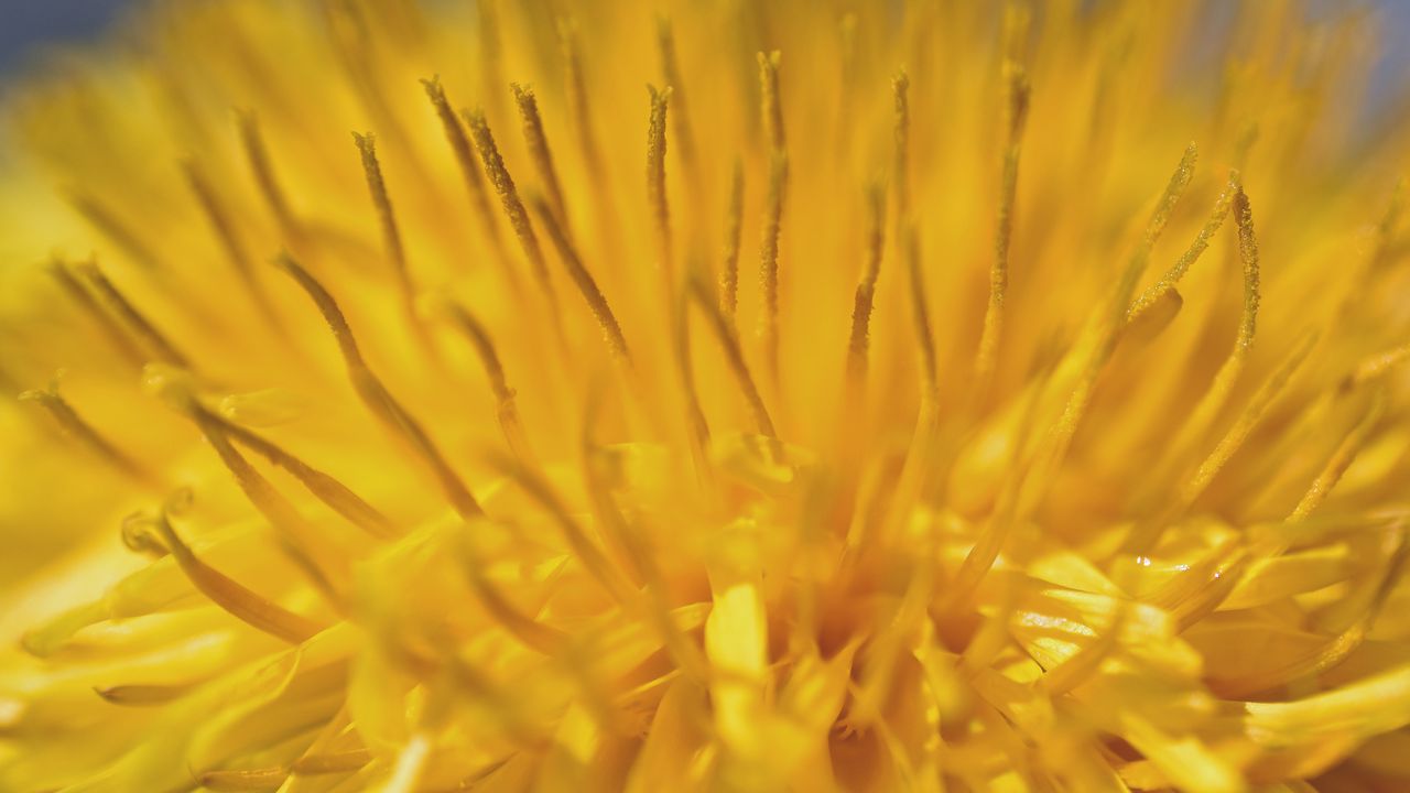 Wallpaper dandelion, pollen, macro, yellow