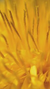 Preview wallpaper dandelion, pollen, macro, yellow