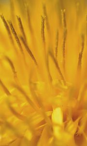 Preview wallpaper dandelion, pollen, macro, yellow