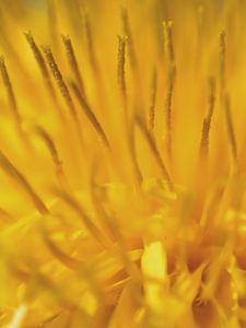 Preview wallpaper dandelion, pollen, macro, yellow