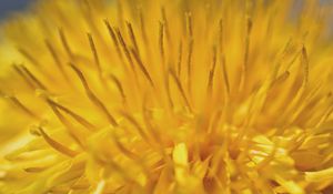 Preview wallpaper dandelion, pollen, macro, yellow